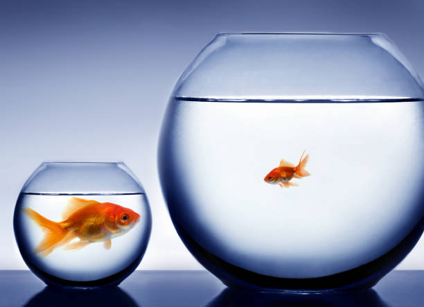 istock Studio shot of a fish in bowl 145052774
