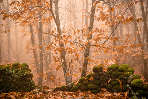 istock Chestnut forest near Montanchez 1450527909