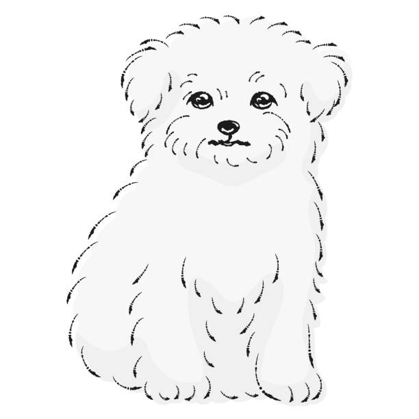 チワマル(チワワとマルチーズの混血犬)のイラスト 白黒 - dog mixed breed dog puppy white background点のイラスト素材／クリップアート素材／マンガ素材／アイコン素材