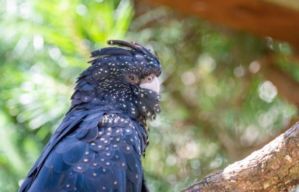 istock Red-tailed black cockatoo (Calyptorhynchus banksii) 1450528130