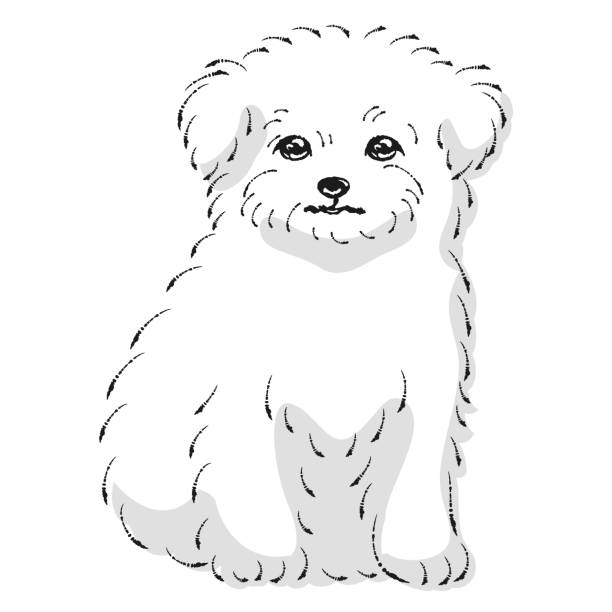 チワマル(チワワとマルチーズの混血犬)のイラスト 白黒 - dog mixed breed dog puppy white background点のイラスト素材／クリップアート素材／マンガ素材／アイコン素材