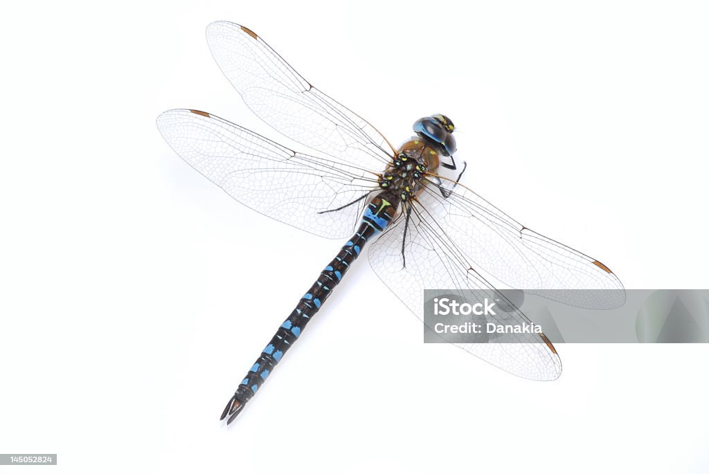 Libellule - Photo de Agrion libre de droits