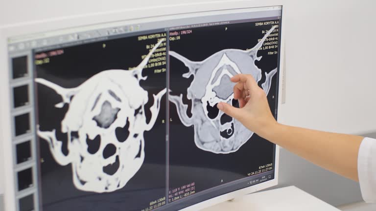 Close-up. Matinor of a computer with a magnetic resonance imaging of an animal depicted on it. The doctor's hand shows the place of pathology on the monitor.