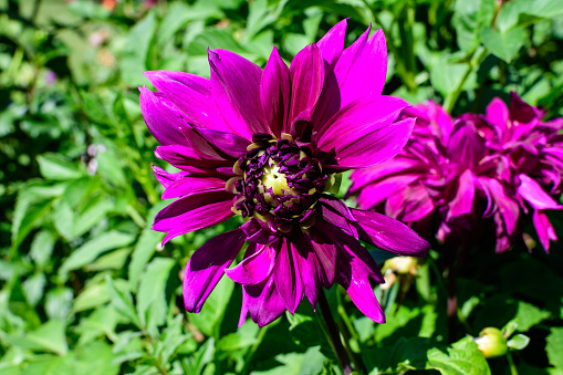 One beautiful large vivid purple dahlia flower in full bloom on blurred green background, photographed with soft focus in a garden in a sunny summer day