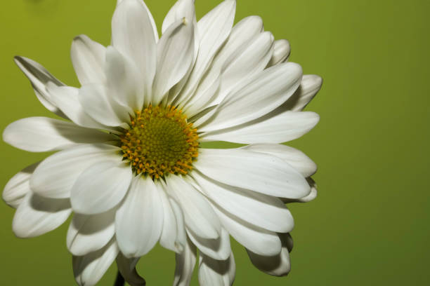 Common Daisy . Frontal view , Close up stock photo