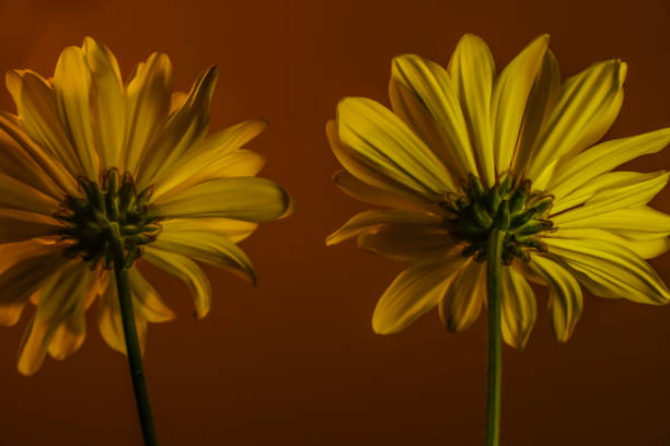 Two Common Daisies . Rear view . Close up stock photo