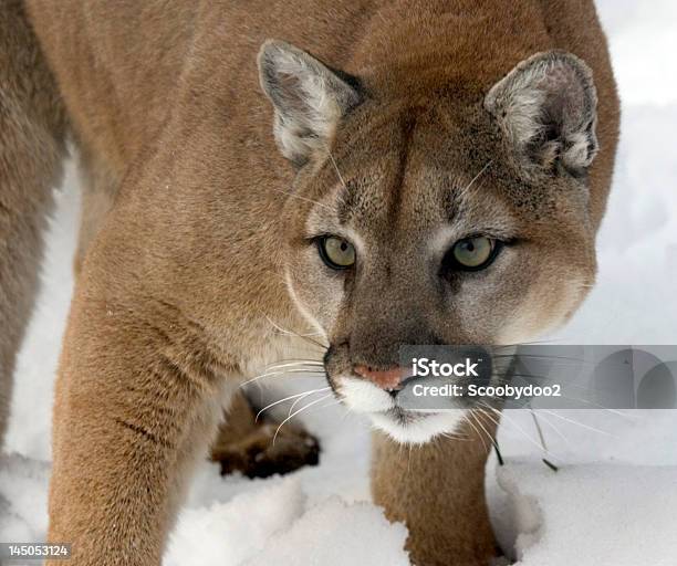 Foto de Olhos Atentos Do Cougar e mais fotos de stock de Puma - Gato não domesticado - Puma - Gato não domesticado, Escutar, Amarelo-castanho