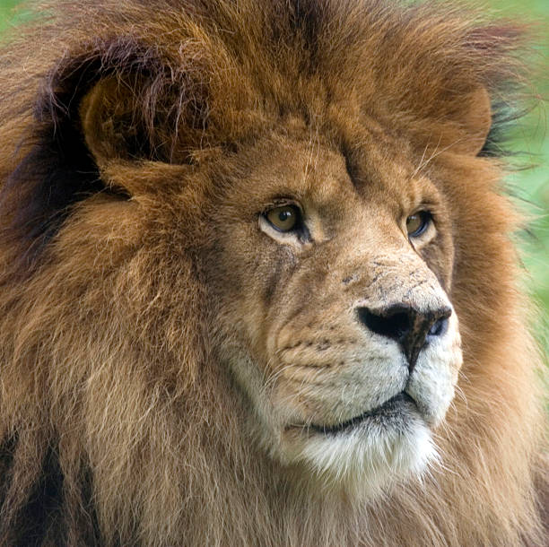 istock Majestic Male Lion 145053131