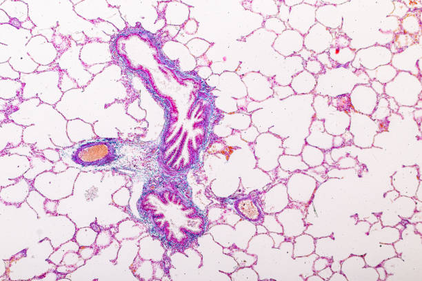 istock Lung and Pituitary gland Human under the microscope. 1450531869