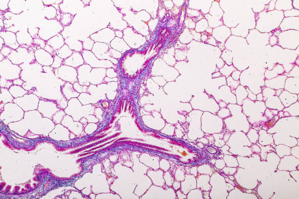 istock Lung and Pituitary gland Human under the microscope. 1450531874