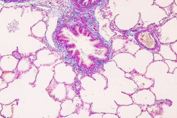 istock Lung and Pituitary gland Human under the microscope. 1450531875