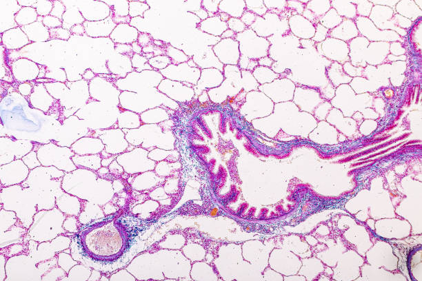 istock Lung and Pituitary gland Human under the microscope. 1450531876