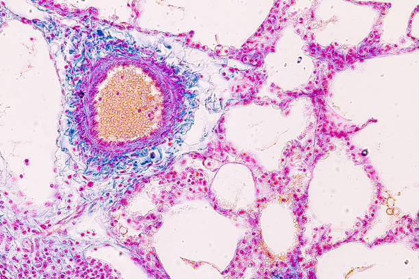 Lung and Pituitary gland Human under the microscope in Lab.