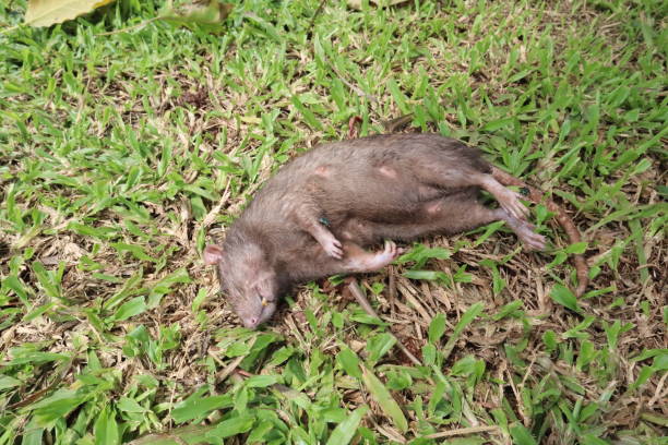 A female rat died in the grass, suspected to be posioned
