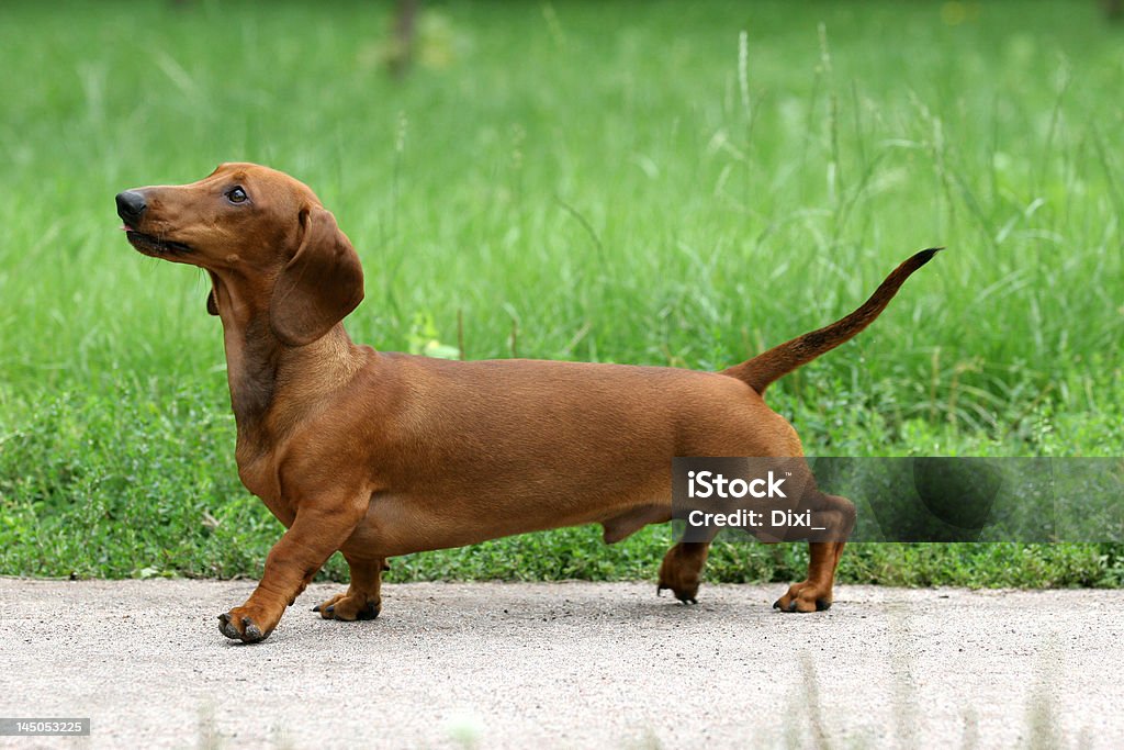 Dachshund - Royaltyfri Tax Bildbanksbilder