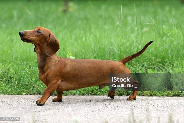 Dachshund-foton och fler bilder på Tax - Tax, Djur som jagar, Söt