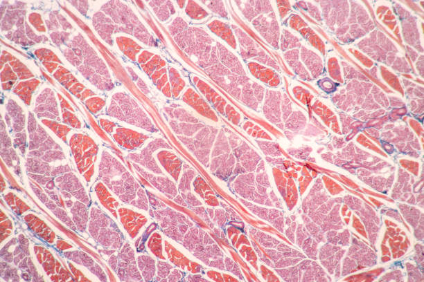 istock Lung and Pituitary gland Human under the microscope. 1450532298