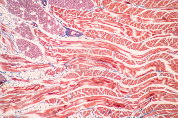 istock Lung and Pituitary gland Human under the microscope. 1450532452
