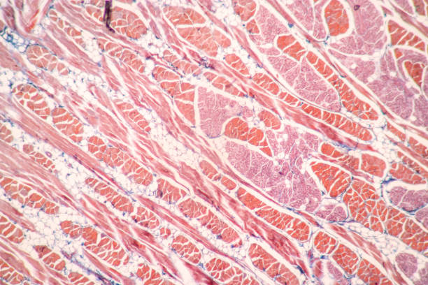 istock Lung and Pituitary gland Human under the microscope. 1450532454