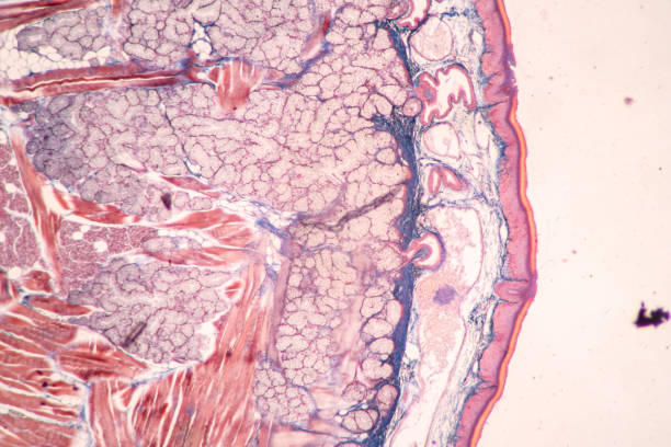 istock Lung and Pituitary gland Human under the microscope. 1450532563
