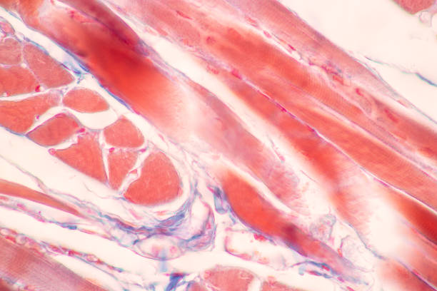 Lung and Pituitary gland Human under the microscope in Lab.