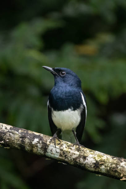 istock bird found in Thailand. 1450532654
