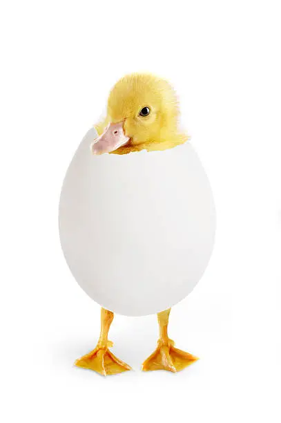 Little easter duckling coming out of a white egg