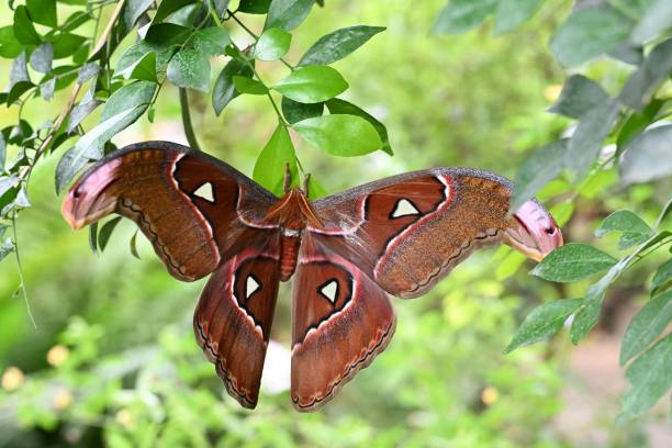 istock Close-up shot of a Peacock-eye Hercules (Coscinocera hercules) resting on a tree leaf 1450533213