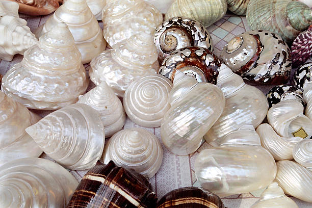 Seashell Nautilus cross-section and reflection