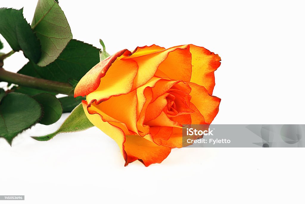 Laranja orange rose - Foto de stock de Acontecimentos da Vida royalty-free