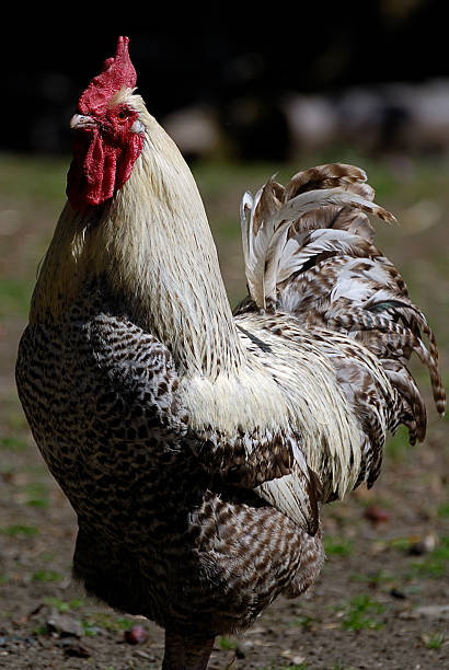 rooster stock photo