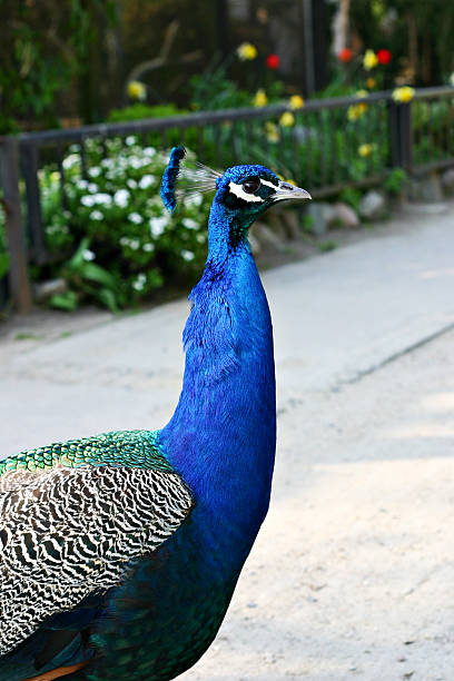 istock Portrait of a peacock 145053735