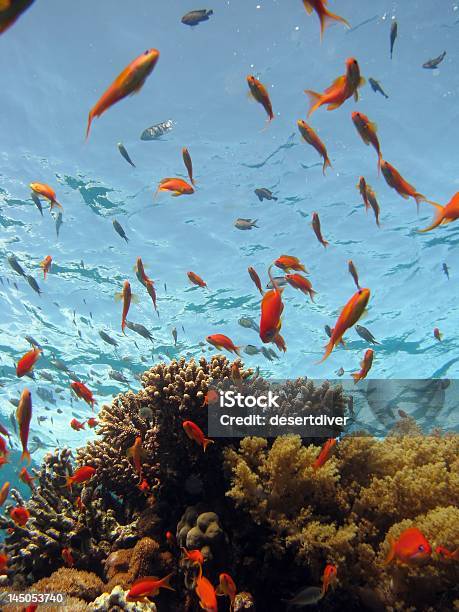 Korallenszene Stockfoto und mehr Bilder von Aquatisches Lebewesen - Aquatisches Lebewesen, Bildhintergrund, Bunt - Farbton