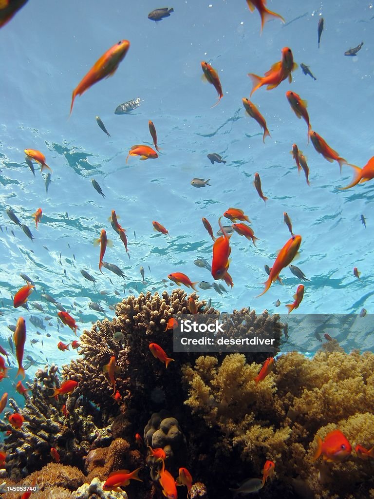 Escena de Coral - Foto de stock de Acuario - Recinto para animales en cautiverio libre de derechos