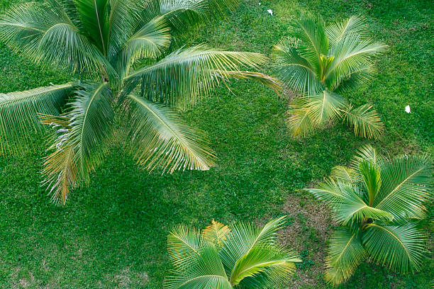 Coconut Palm Trees overhead shot stock photo
