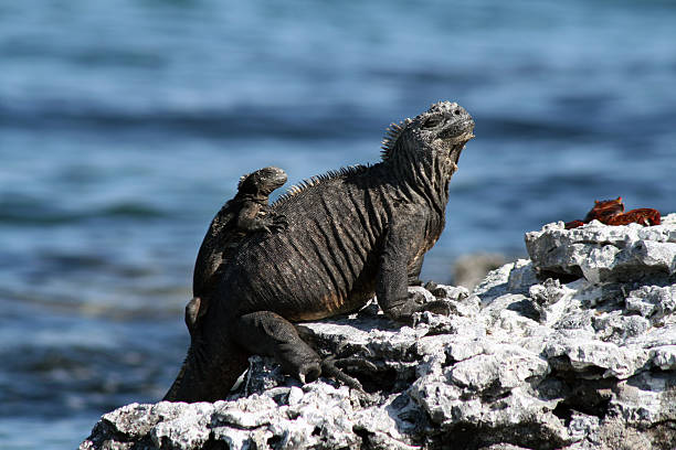 Marine Iguana with a baby Picture was taken in The Galapagos Islands, Ecuador. Iguanas are native to the Galapagos. marine iguana stock pictures, royalty-free photos & images