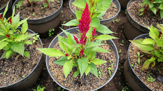 Celosia Kelos Fire Red or Celosia plumosa flower blooming in a pot at the garden.