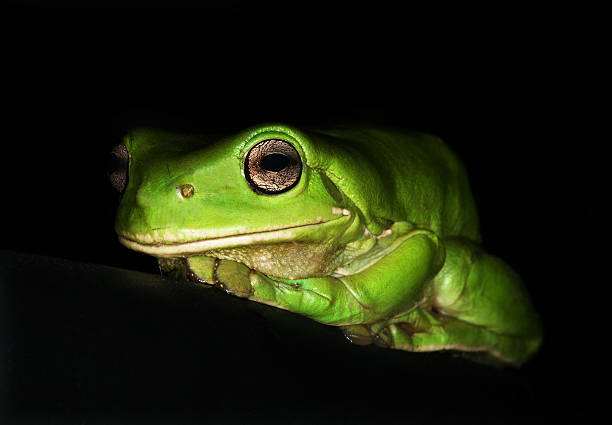 Green Tree Frog stock photo