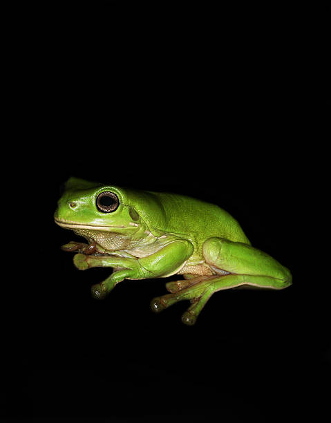 Green Tree Frog stock photo