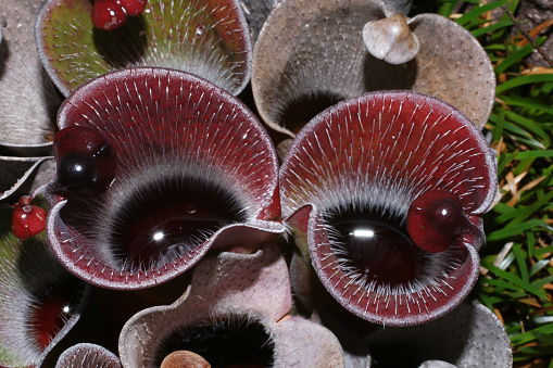 Heliamphora pulchella is endemic to some of the table-top mountains in the Guiana highlands. The inside of the pitchers is covered with white hairs and filled with liquid.