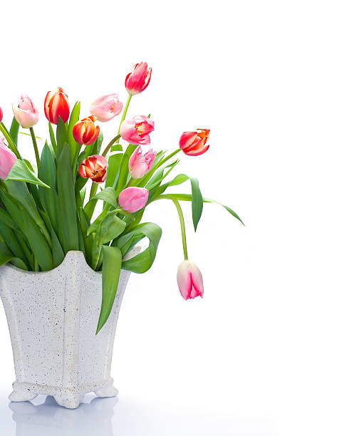 istock Bunch of tulips 145053982