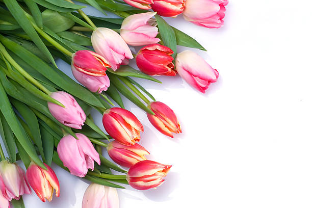 istock Bunch of tulips 145053986