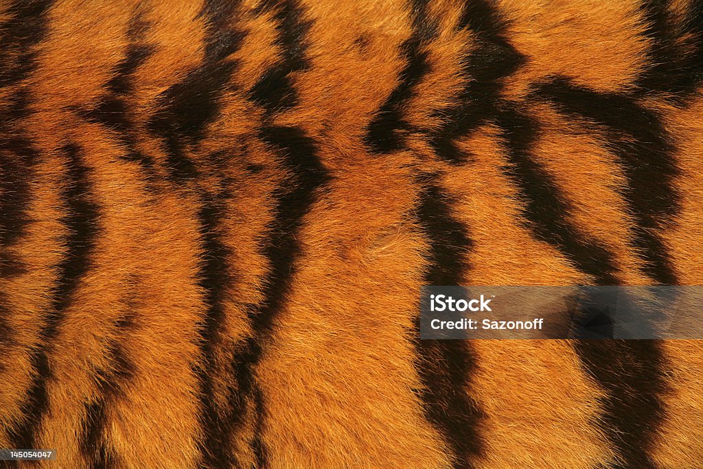 Piel de tigre textura - Foto de stock de Alfombrilla libre de derechos