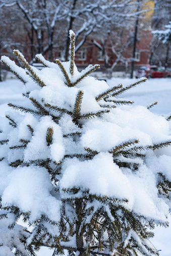 A small Christmas tree covered with snow on a winter day in the park. Spruce in thick snow. Selective focus.