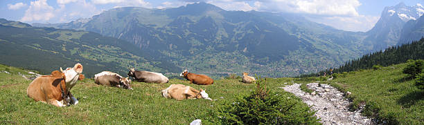 è estenuante fase di una mucca - jungfrau region foto e immagini stock