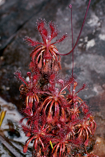 Plants on the tepuis of the Guiana highlands take advantage of every possibility to grow on barren ground. Here several sundew plants are using the stem of another plant to thrive.