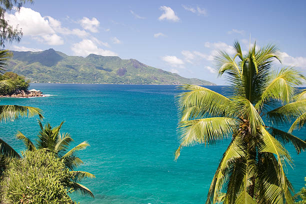 istock Tropical ocean, palm trees overlooking the tranquil blue water 145054477