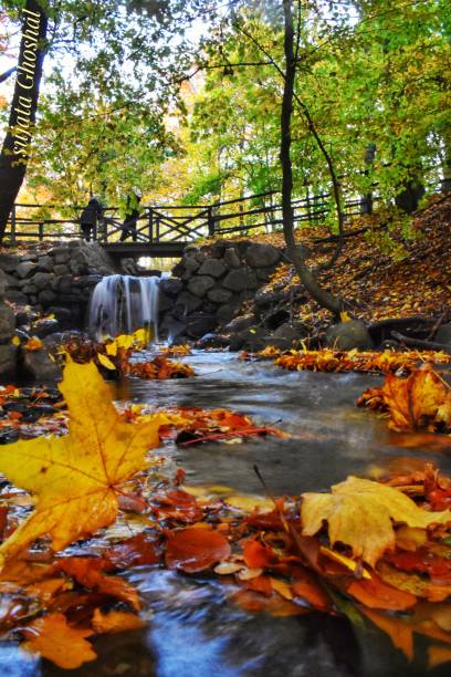 istock Vertical shot of a stream with fallen leaves 1450545044
