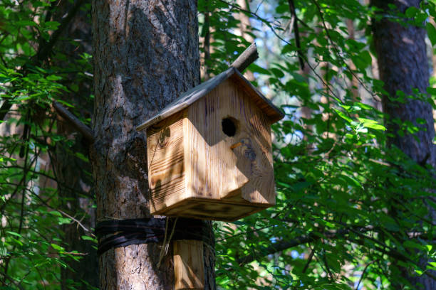 istock Birdhouse or bird box with natural green leaves background. Selective focus 1450545105