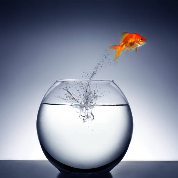 istock goldfish jumping out of the water 145054540